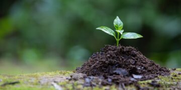 The sapling that grows from the ground has a natural background.